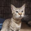WINNIE (Ajaccio)