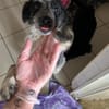 Arwen " En cours d'adoption"
