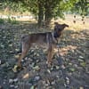 COMETE (BALTO)