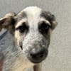 Albus (en cours d'adoption)