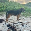 Bobby, la joie et la délicatesse