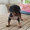 AUREA, baby girl de Gwada