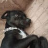 Ringo