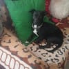 Ringo