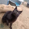 Aramis