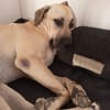 Azzu, femelle croisée Labrador, née le 01/01/2022 🐶