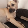 Azzu, femelle croisée Labrador, née le 01/01/2022 🐶