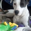 Marley, mâle croisé berger, né le 22/05/2021 🐶