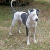 Marley, mâle croisé berger, né le 22/05/2021 🐶