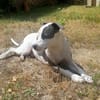 Marley, mâle croisé berger, né le 22/05/2021 🐶