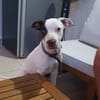 Neo, mâle croisé berger, né le 01/01/2025 🐶