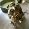 Perle, femelle, chien de cour italien, née le 24/02/2019