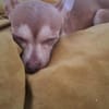 Lassie la petite câline