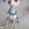 Lassie la petite câline