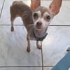 Lassie la petite câline