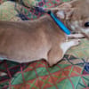 Lassie la petite câline