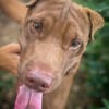 Pollux, mâle croisé shar pei, né le 03/06/2024🐶