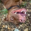 Pollux, mâle croisé shar pei, né le 03/06/2024🐶