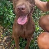 Pollux, mâle croisé shar pei, né le 03/06/2024🐶