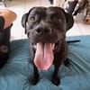 Tito, mâle croisé berger, né le 10/02/2022 🐶