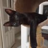 Amour, mâle croisé européen, né le 04/06/2025 🐱