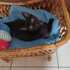 Amour, mâle croisé européen, né le 04/06/2025 🐱