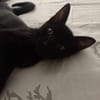 Amour, mâle croisé européen, né le 04/06/2025 🐱