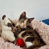Maddy, femelle croisée européen, née le 05/06/2025 🐱