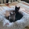 LILI