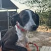 DIXIE  (Martina)