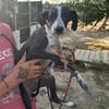 DIXIE  (Martina)