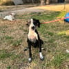 DIXIE  (Martina)