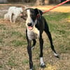 DIXIE  (Martina)