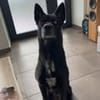 ALPHA