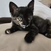 MOLLY