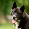 Inu
