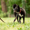 Inu