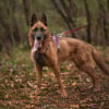 Aztek