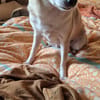 Pufi  Kleine Chihuahua-Prinzessin