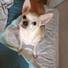 Pufi  Kleine Chihuahua-Prinzessin