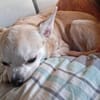 Pufi  Kleine Chihuahua-Prinzessin