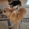 Pufi  Kleine Chihuahua-Prinzessin