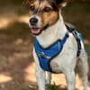 Minnie sucht Jack Russel Liebhaber