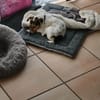 Minnie sucht Jack Russel Liebhaber