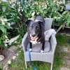 Martha, so eine nette Hündin!
