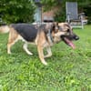 Lewi: stattlich, eleganter Rüde in D
