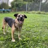 Lewi: stattlich, eleganter Rüde in D