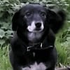 Rosy sucht ihre Menschen