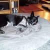 HANNES - Notfall bei Fulda!