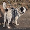 Pepita hat ein Herz aus Gold